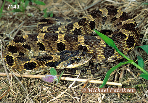 Eastern Hognose Snake (Heterodon platirhinos)